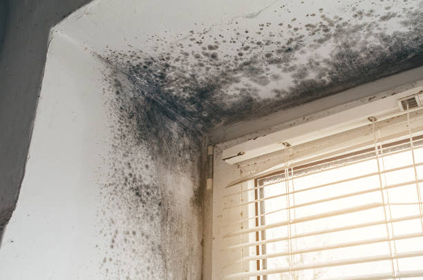 Affordable Mold Remediation solutions in Greenville, NC