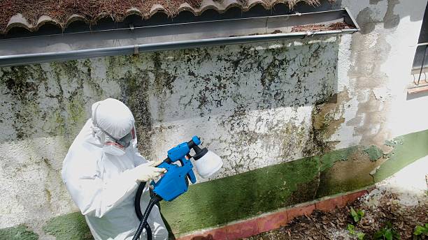 Top rated local Mold Remediation specialists in Greenville, NC